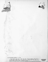 Marasmius rotula image